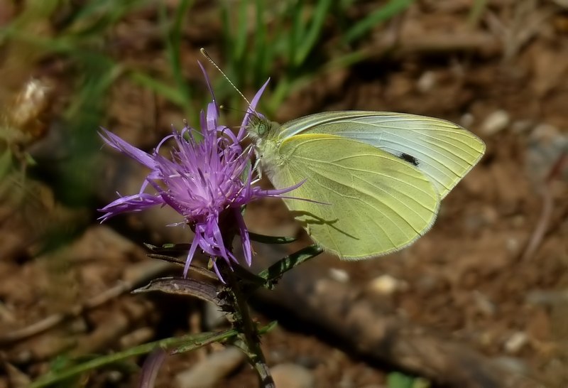 Pieridae da identificare